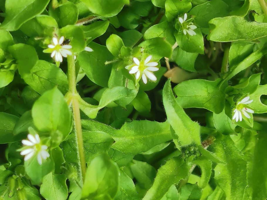 Звездчатка ползучая