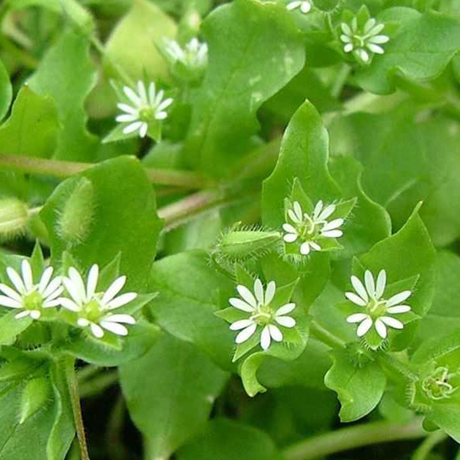 Звездчатка длиннолистная