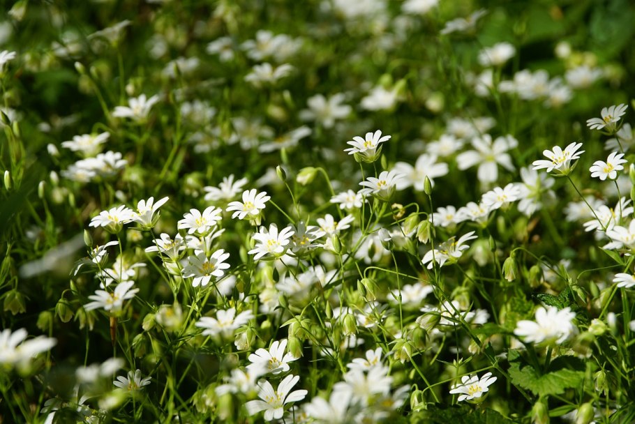Водяная кашка растение фото