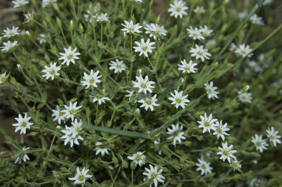 Звездчатка вильчатая Stellaria dichotoma