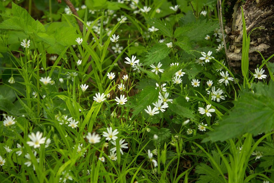 Песчанка Уральская
