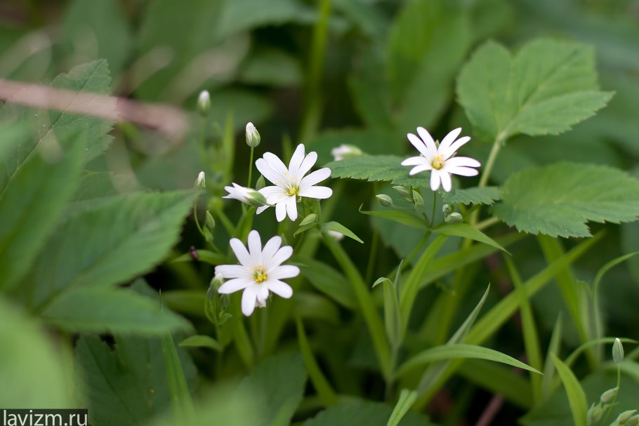 Вильчато ветвистый стебель