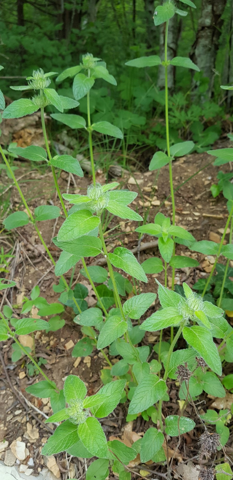 Пахучка Кавказская