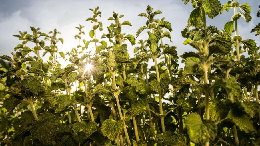 Конская мята Шандра