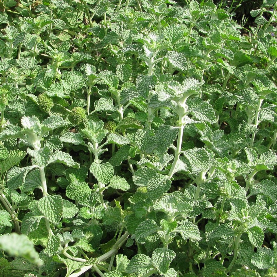 Шандра обыкновенная