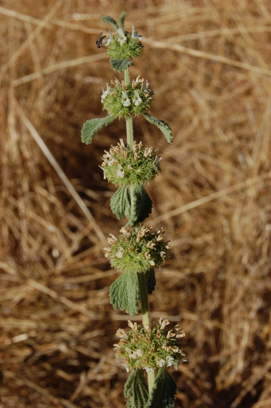 Шандра обыкновенная (Marrubium vulgare)