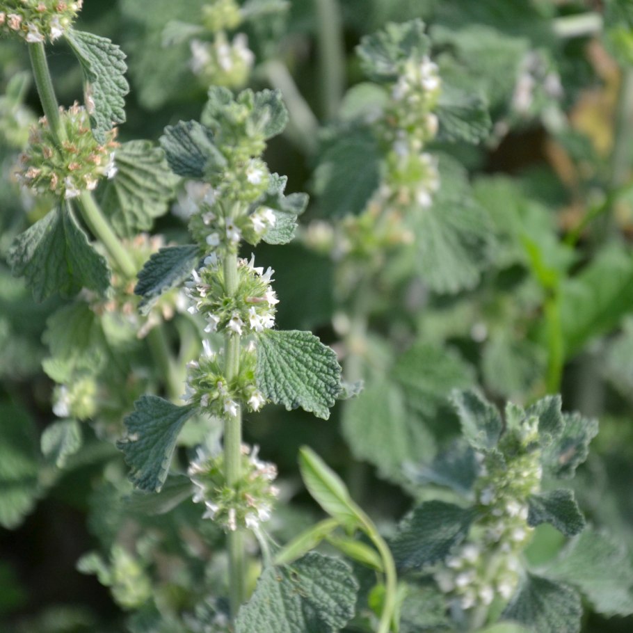 Шандра обыкновенная (Marrubium vulgare)