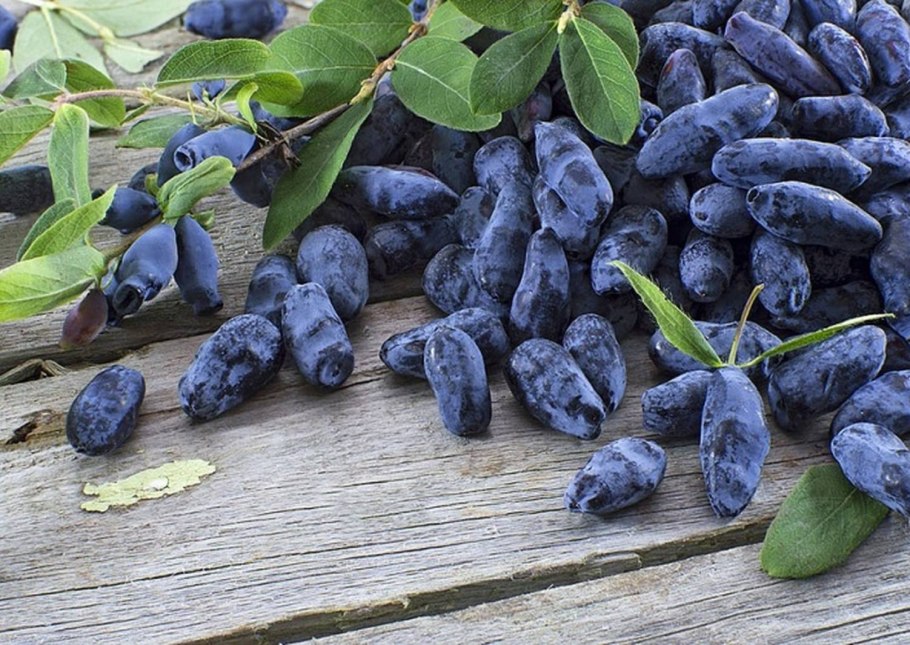 Жимолость Авача