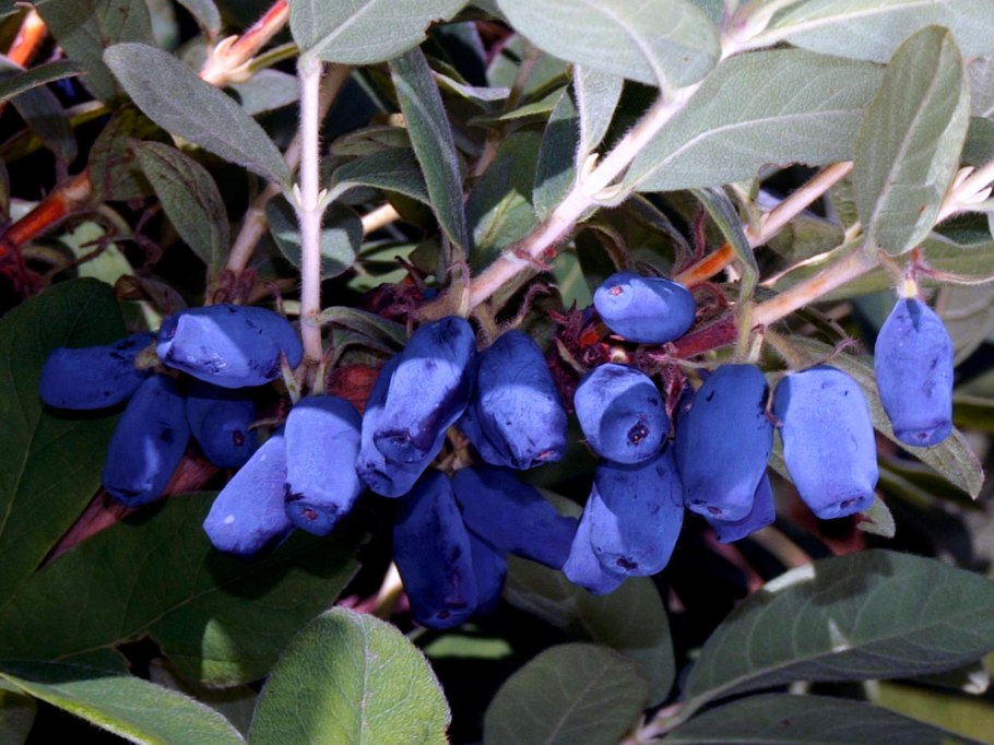 Жимолость плодовая Лазурная