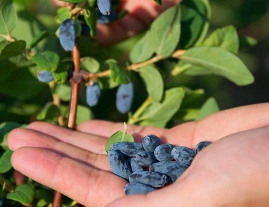 Жимолость съедобная куст