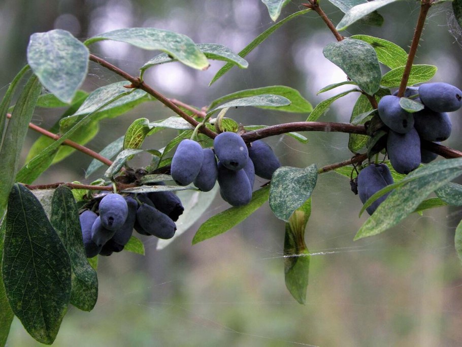 Lonicera caerulea (жимолость синяя, голубая)