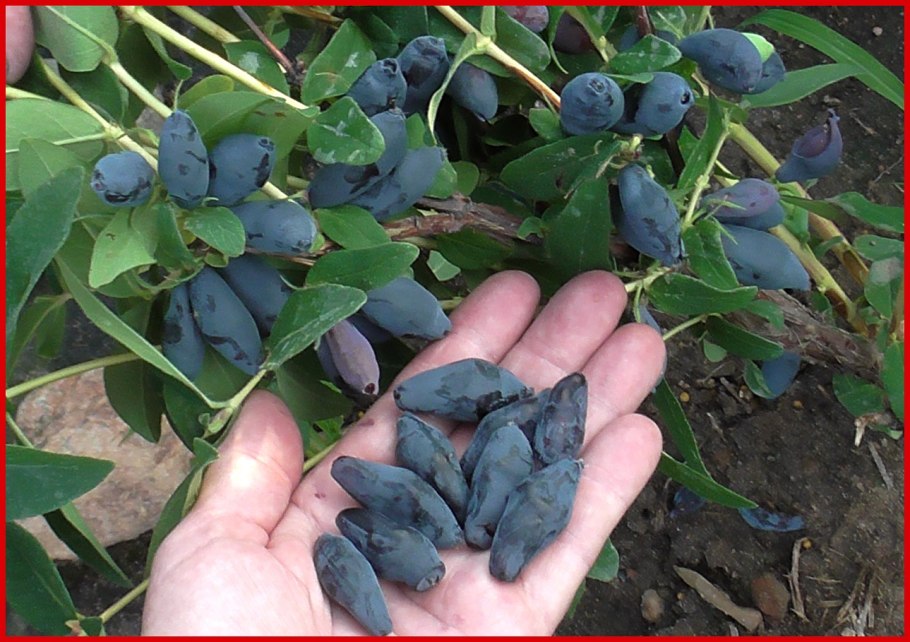 Жимолость съедобная куст