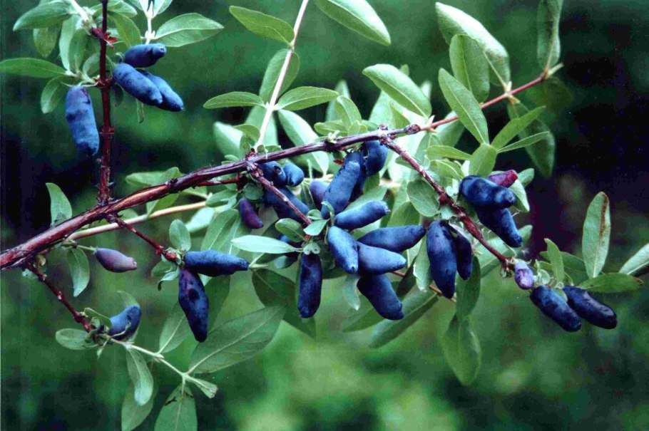 Жимолость голубое Веретено