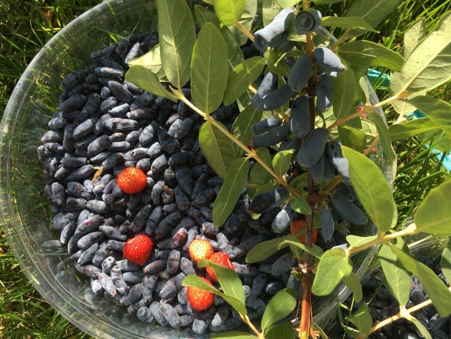 Lonicera kamtschatica