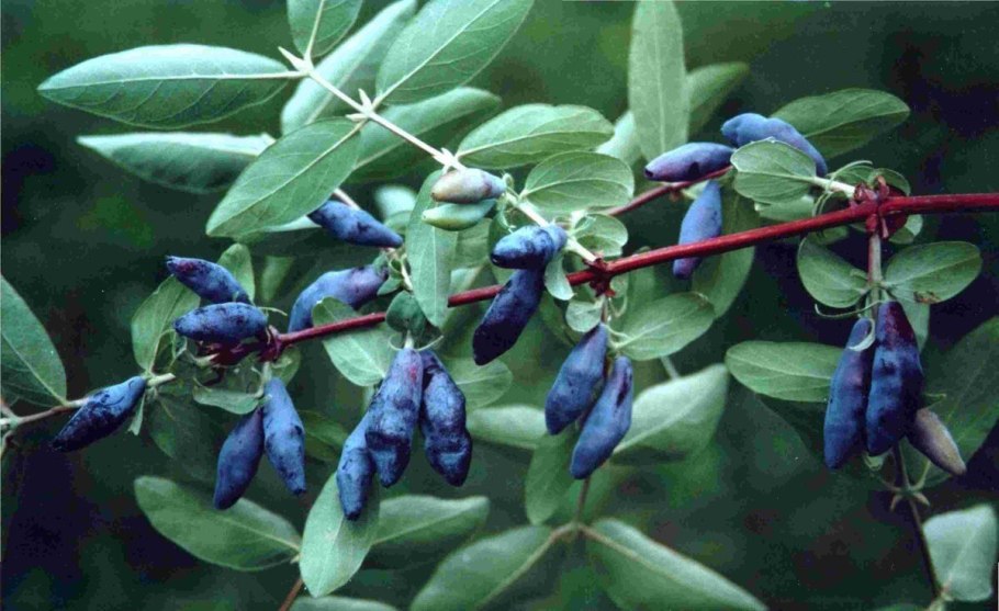 Что такое жимолость съедобная ягода