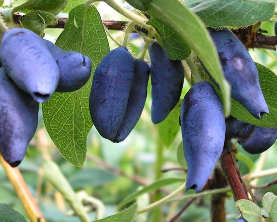 Жимолость Лесная съедобная