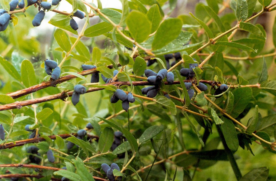 Жимолость Максимовича