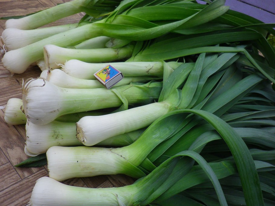 Лук порей луковица