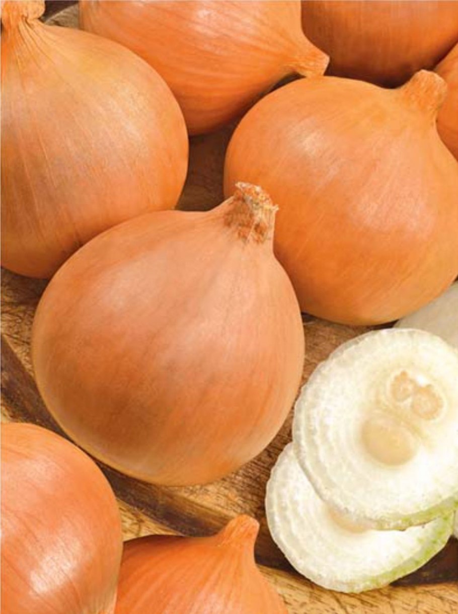 Лук севок сорт Стурон