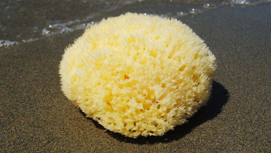 Морская губка Живая