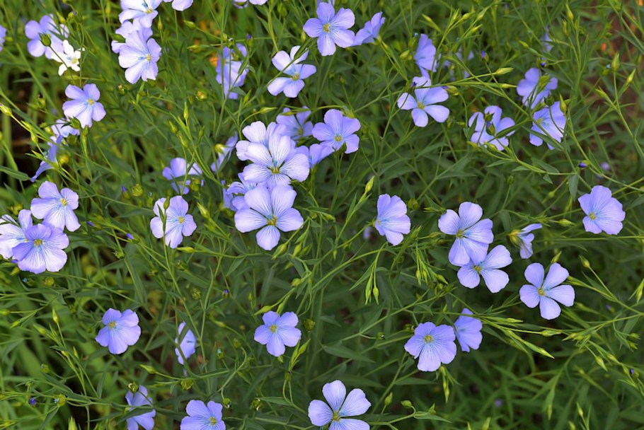 Linum usitatissimum - лен обыкновенный