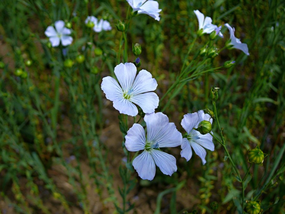 Лён обыкновенный (Linum usitatissimum l.)