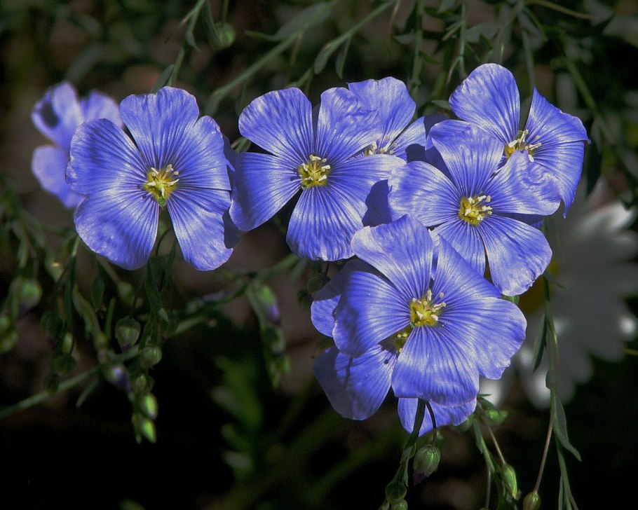 Лён обыкновенный (Linum usitatissimum l.)