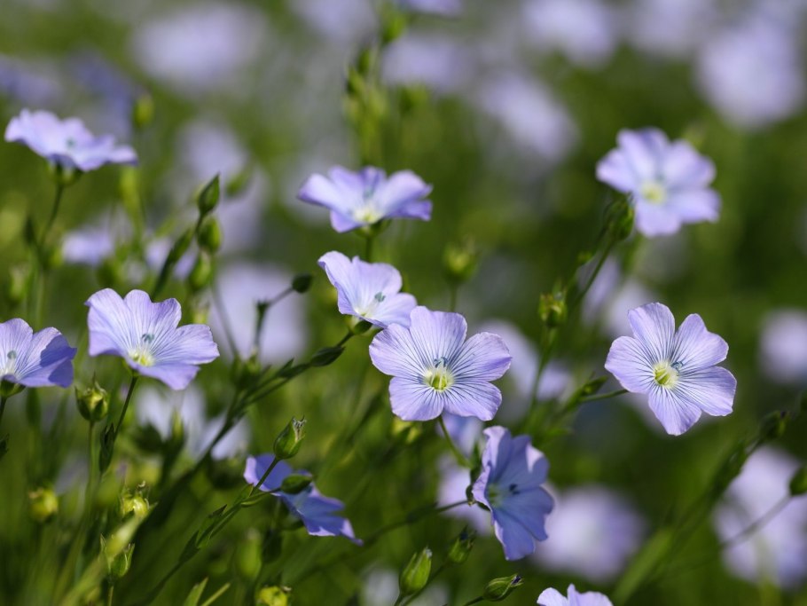 Лён обыкновенный (Linum usitatissimum l.)