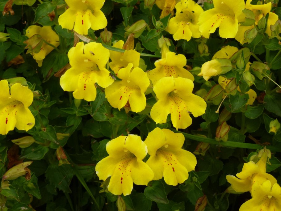 Mimulus aurantiacus