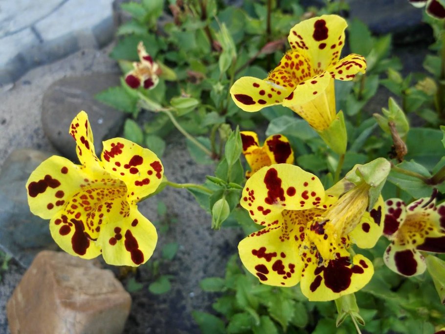 Мазус ползучий