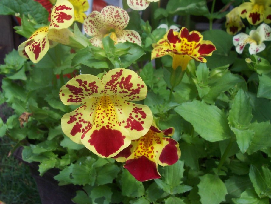 Мазус mazus radicans