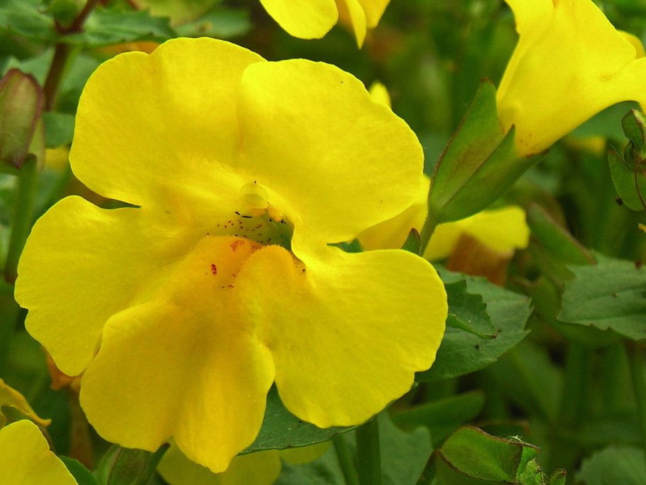 Mimulus luteus
