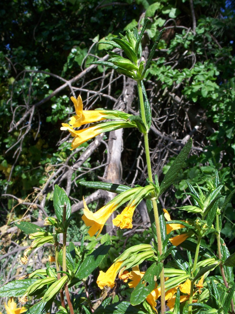 Цветок мимулюс Максимус