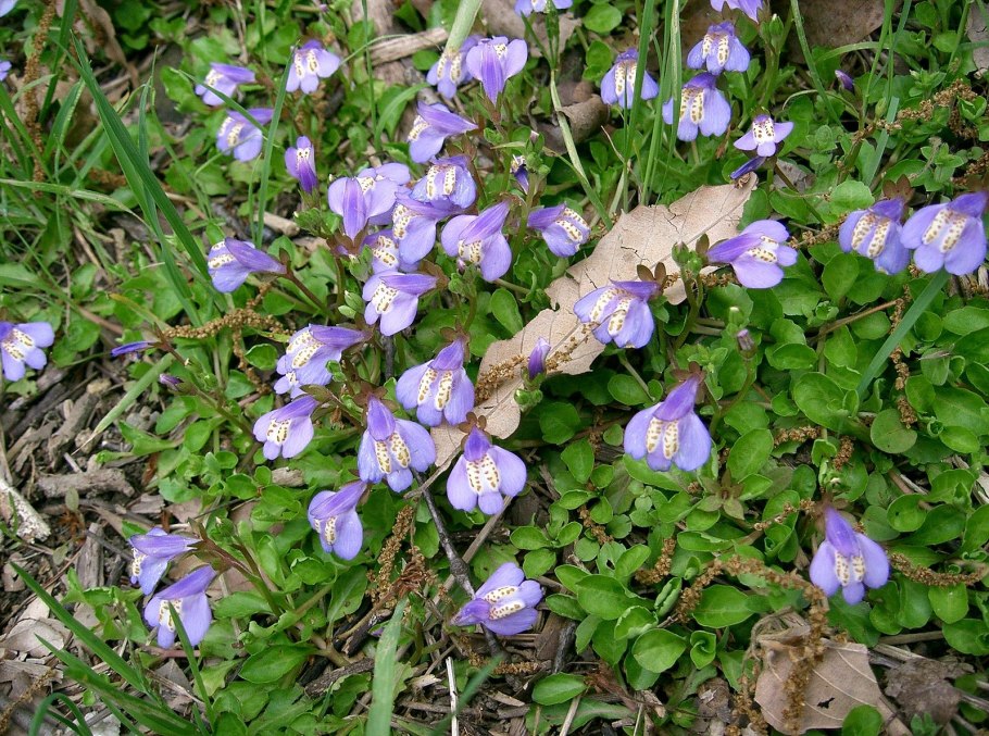 Молочай Даурский