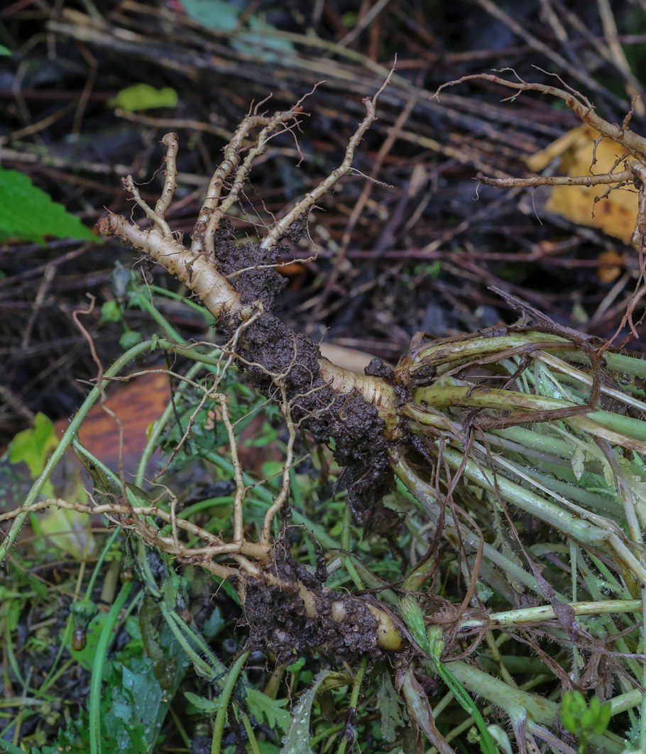 Норичник шишковатый