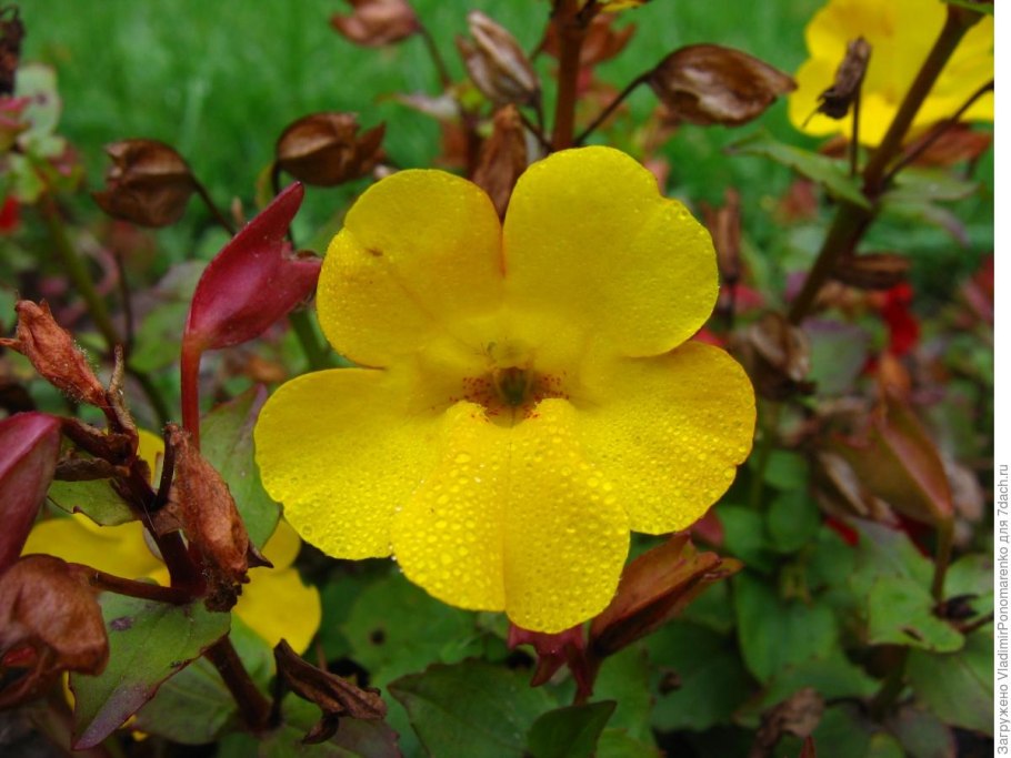 Дягиль Дудник лекарственный