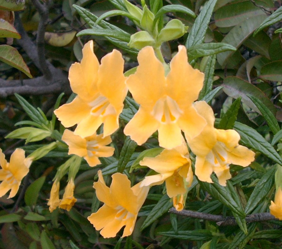 Оранжевый манки растение