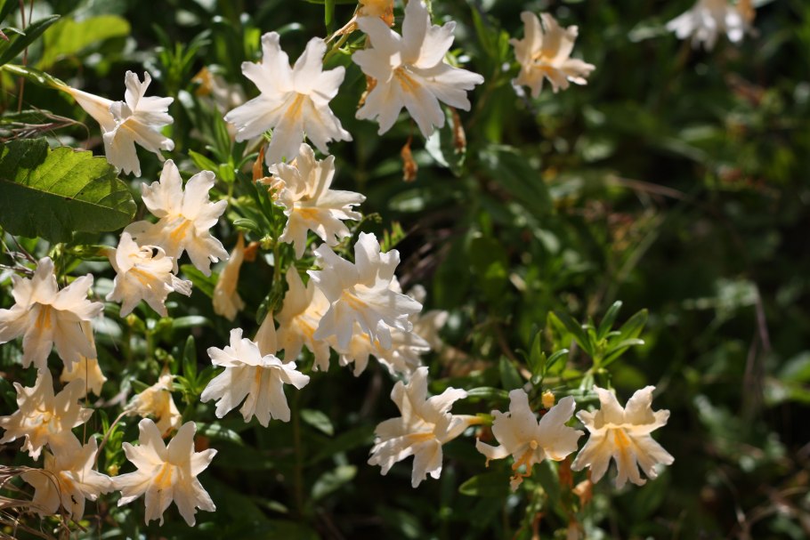 Элеокарпус семена