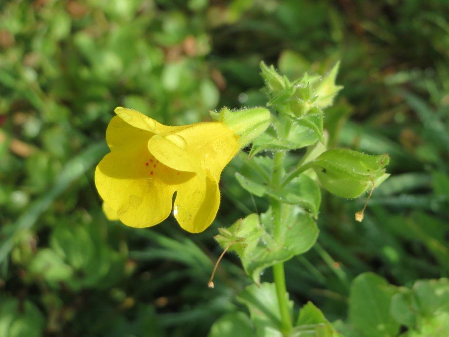 Phrymaceae Mimulus