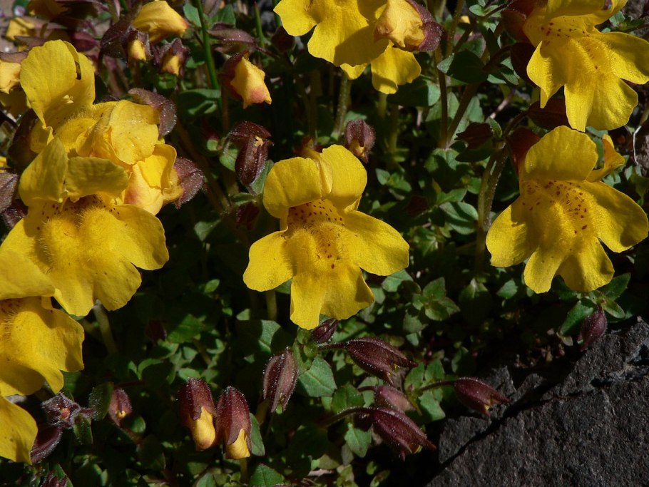 Mimulus luteus