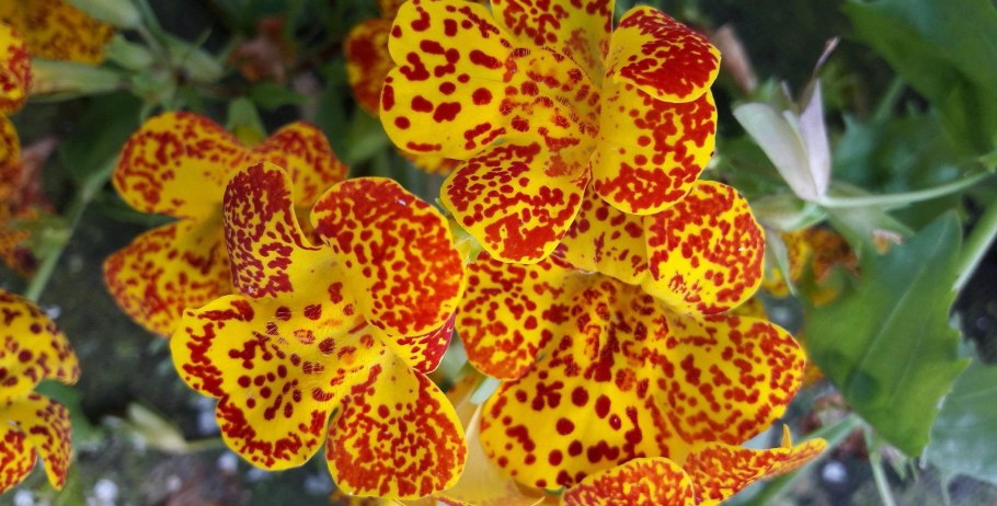 Цветок мимулюс тигровый