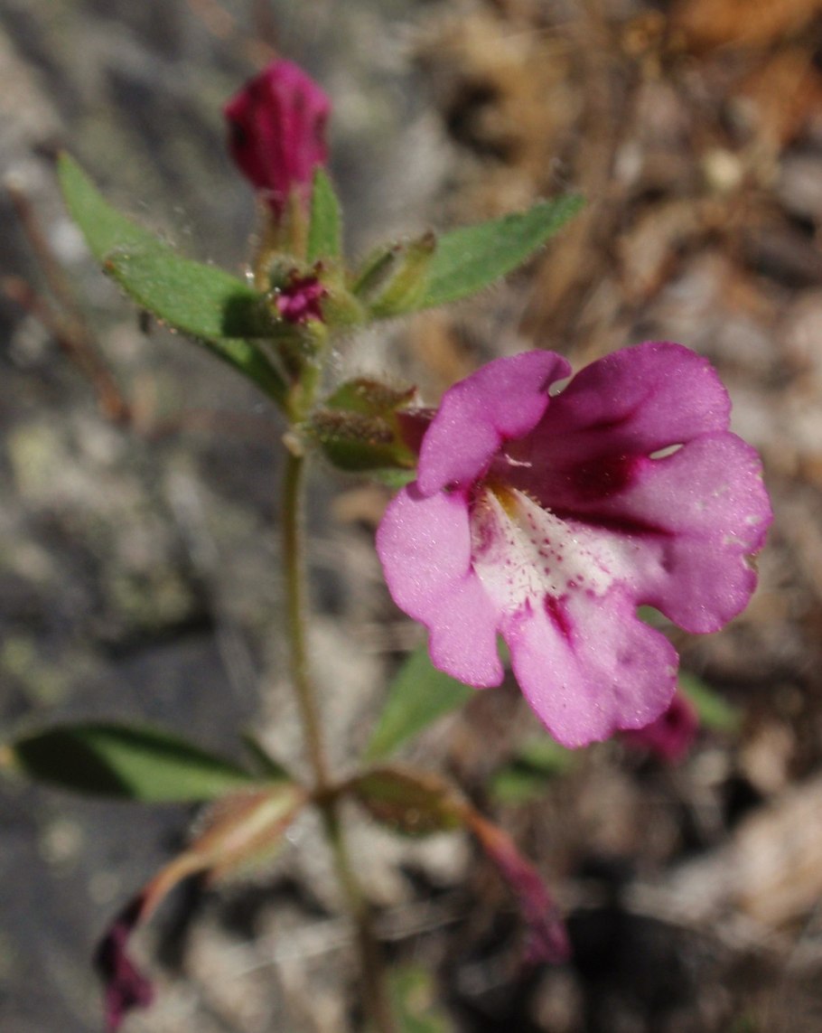 Мимулюс, губастик — Mimulus l.