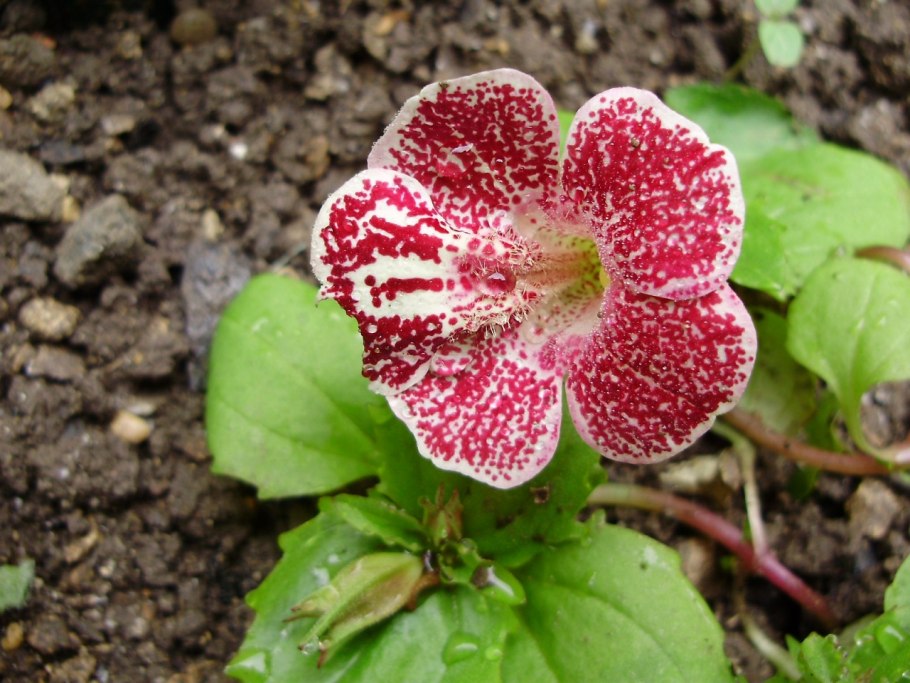 Мимулюс семена