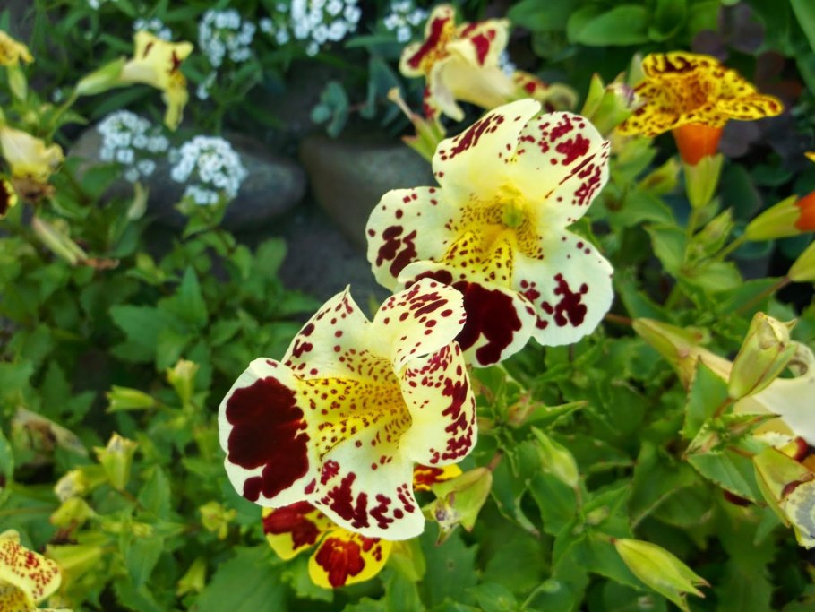 Цветок мимулюс Максимус