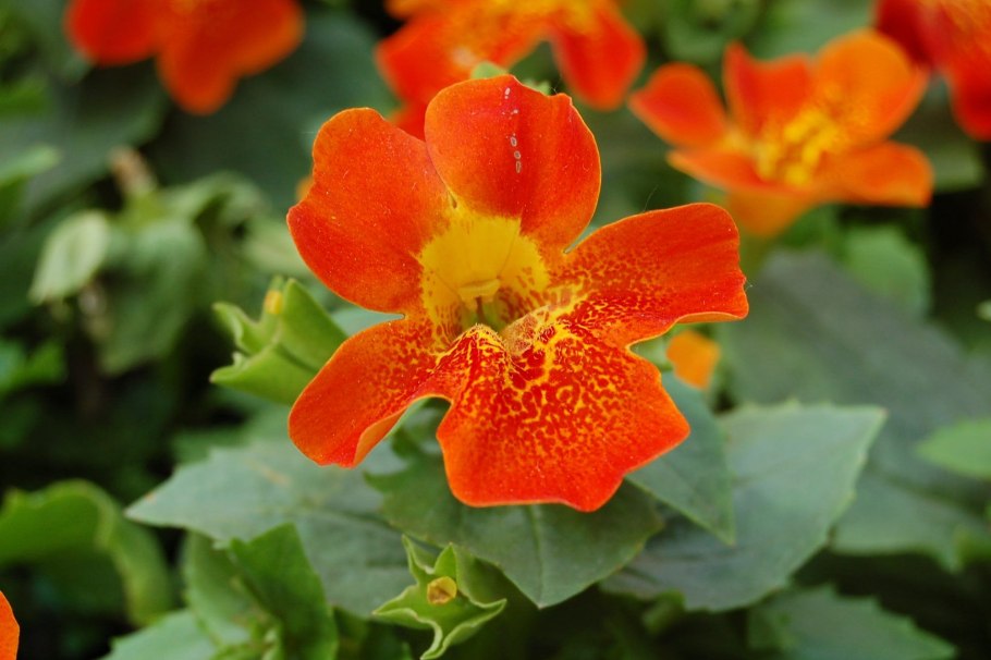 Мимулюс губастик