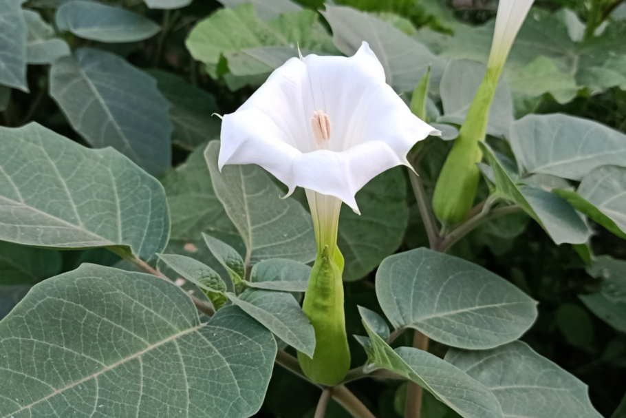 Солодка Glycyrrhiza glabra