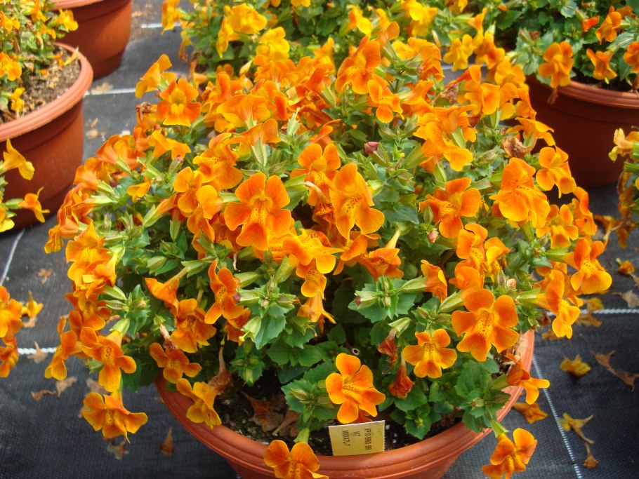 Мимулюс губастик