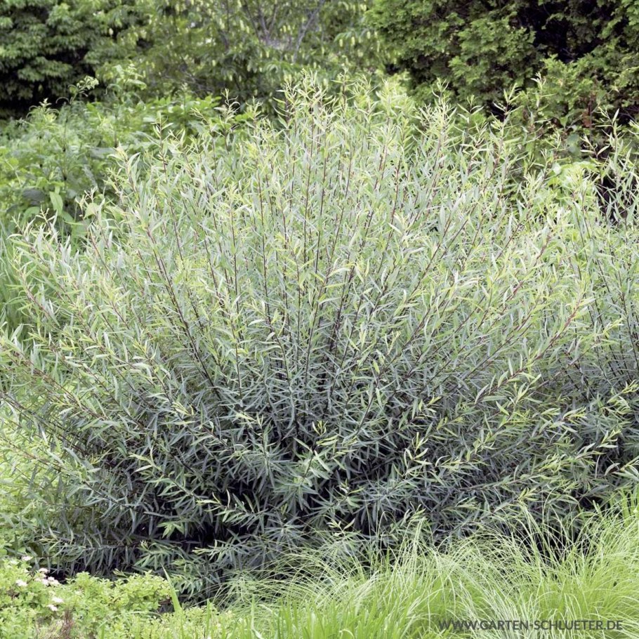 Ива ломкая Salix fragilis Basfordiana