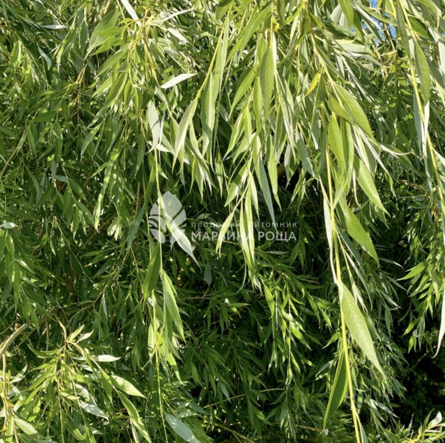 Ива швейцарская Salix helvetica