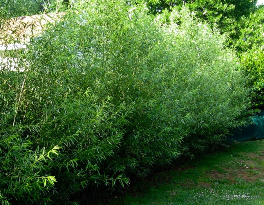 Ива курильская - Salix kurilensis